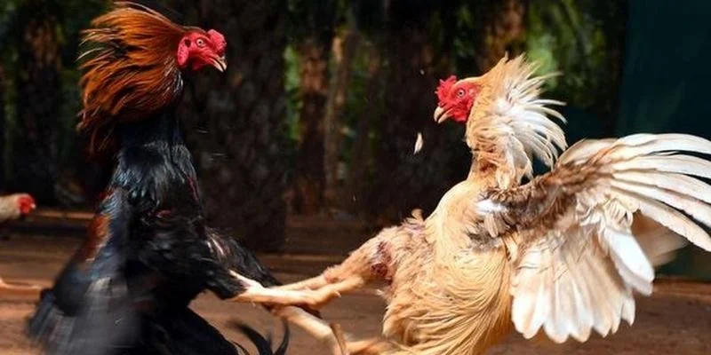 Đá Gà C1 - Sới Gà UU88 Quy Tụ Hàng Loạt Chiến Kê Tài Năng