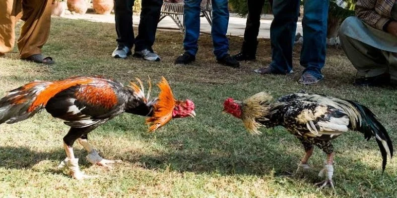 Đá Gà Campuchia - Hình Thức Chọi Kê Sôi Động Tại UU88