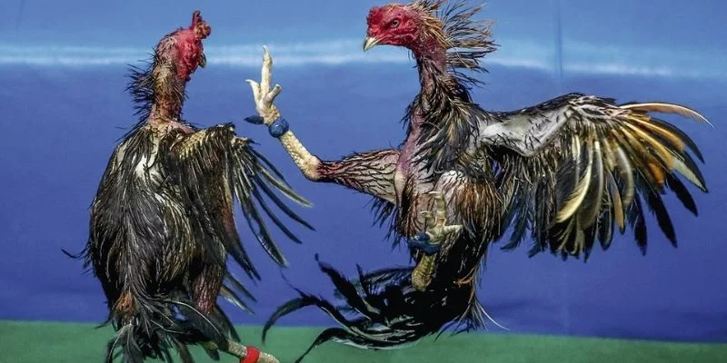 Giới thiệu về trường đấu quốc tế đá gà Thomo