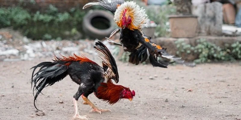 Đá Gà Tre - Kèo Cược Trực Tiếp Ổn Định Tại Nhà Cái UU88 4 Kinh nghiệm soi kèo đá gà tre hiệu quả cho tân thủ