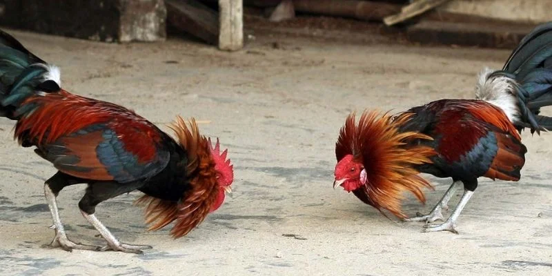 Đá Gà C1 - Sới Gà UU88 Quy Tụ Hàng Loạt Chiến Kê Tài Năng 4 Những lưu ý cốt lõi khi nhập cuộc săn thưởng đá gà C1