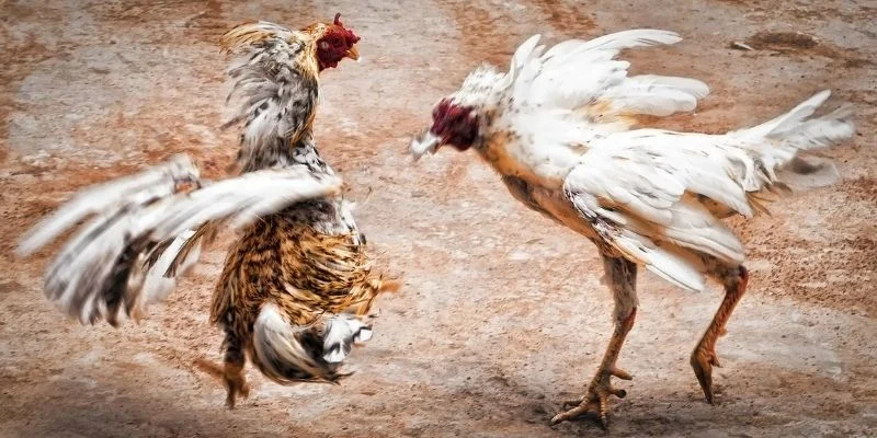 Đá Gà Tre - Kèo Cược Trực Tiếp Ổn Định Tại Nhà Cái UU88 3 Quy định phân định thắng thua trong đá gà tre mới nhất