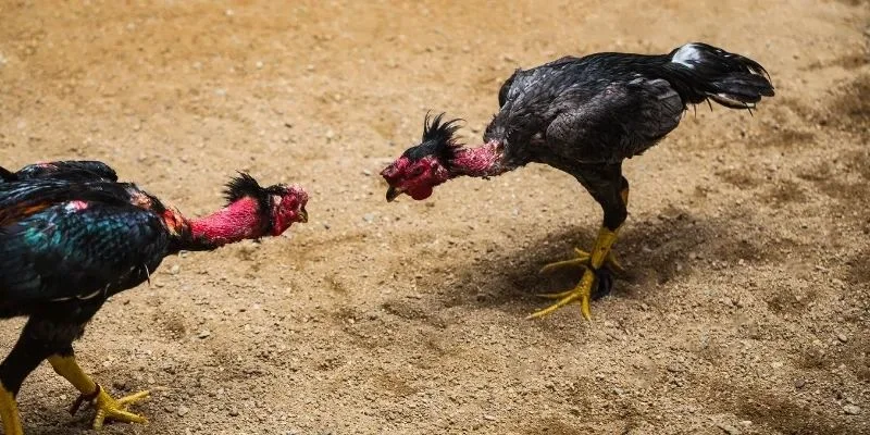 Đá Gà C1 - Sới Gà UU88 Quy Tụ Hàng Loạt Chiến Kê Tài Năng 3 Tổng hợp quy chuẩn vận hành trong các giải đá gà C1